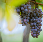 The Parenthèse Vigneronne ''Introduction to wine tasting''
