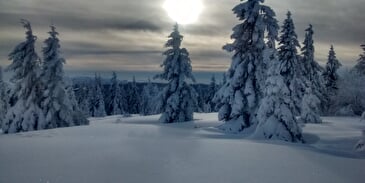 SENS A SONS NATURE