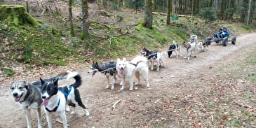 Chiens de traineau Vosges