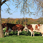 Circuit de randonnee pedestre - la vallée du raddon et ses ressources