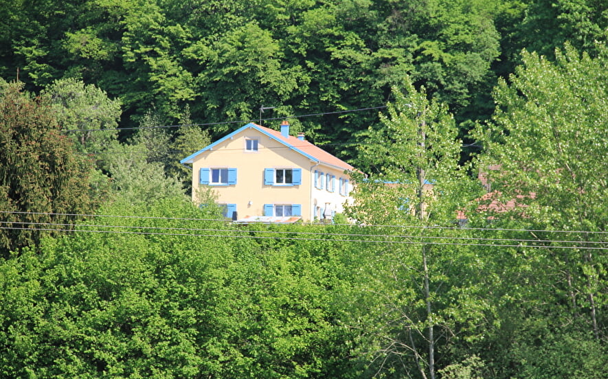 La mésange bleue