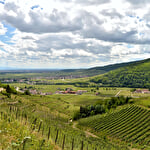 Bacchus Tour in the valley of Kaysersberg