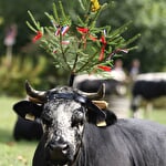 Transhumance festival