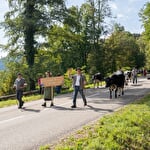 Transhumance festival