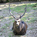 Parc animalier de l'ONF - Le Banney