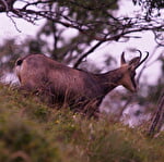 Discover the animals of our mountains