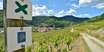 Bacchus Tour in the valley of Kaysersberg