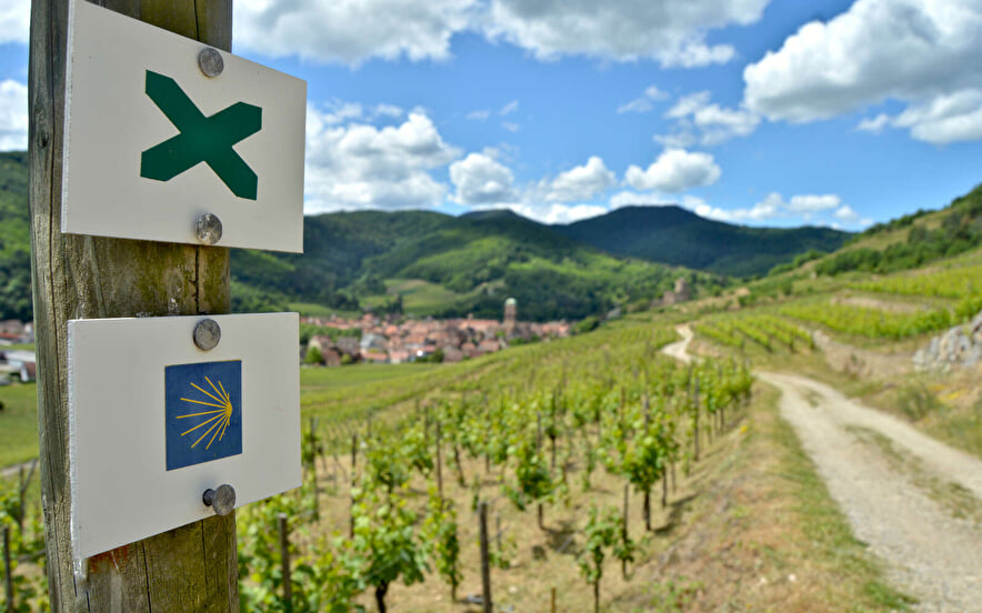 Bacchus Tour in the valley of Kaysersberg