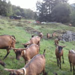 GOAT BREEDER FARM OF THE MOSELLE