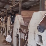 Équitation Passion