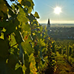 Bacchus Tour in the valley of Kaysersberg