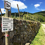 Bacchus Tour in the valley of Kaysersberg
