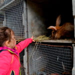 Ferme Lindenhof