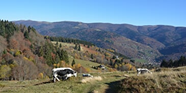 Frenz Summer Resort