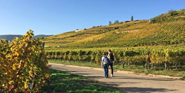 Vineyard and wine tour