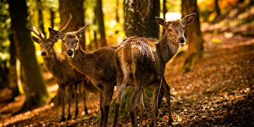 Parc Animalier de Fougerolles-Saint-Valbert